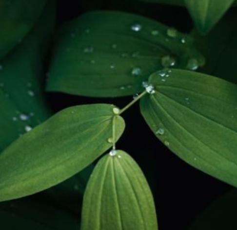 用于生物燃料工廠的臭氧發生器