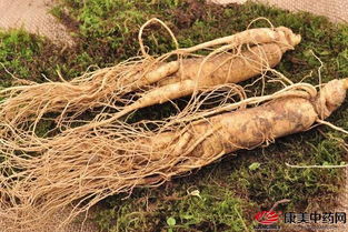 鮮西洋參的基本知識與貯藏技巧