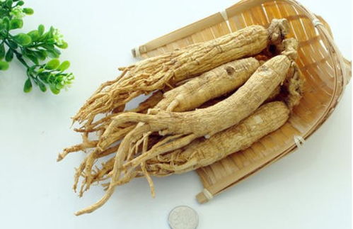 園參、林下山參與西洋參的共同點