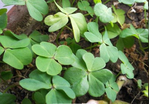 路邊盆栽藏玄機，西洋參根顯驚奇